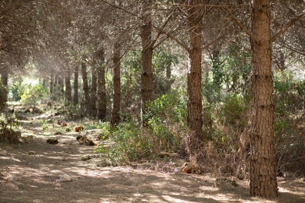 Camino entre arboles en la naturaleza