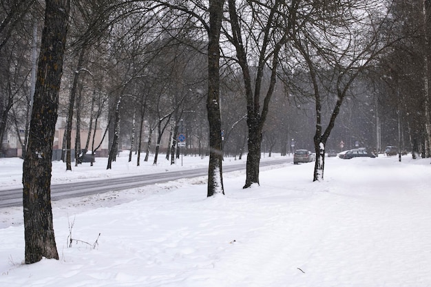 Camino y árboles en la nieve en la ciudad.