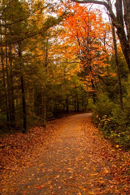 Foto camino entre los árboles de otoño