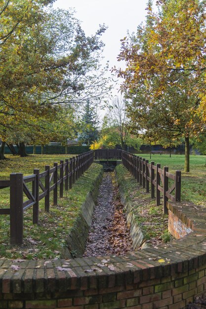 Foto camino entre árboles durante el otoño