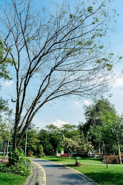 Foto camino por los árboles en el parque contra el cielo