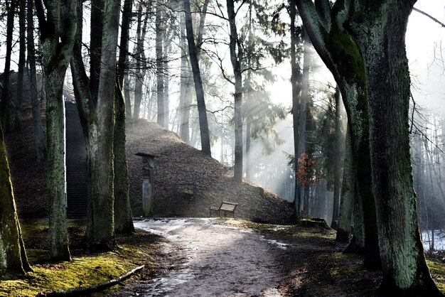 Camino entre árboles en el parque durante el invierno