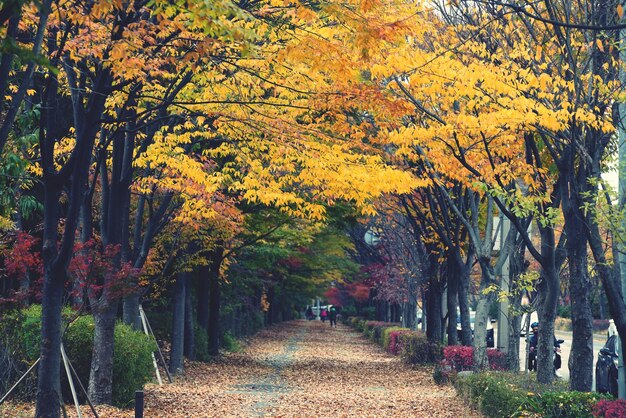 Camino entre árboles en el parque durante el otoño