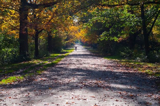 Foto camino entre árboles en el parque durante el otoño