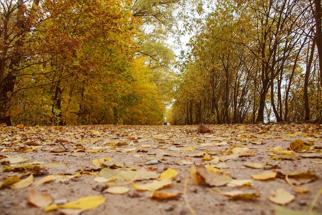 Camino entre los árboles en el parque de otoño