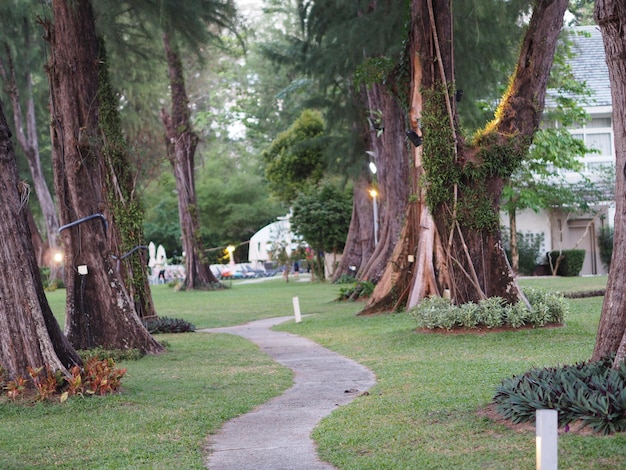 Camino entre los árboles en el parque