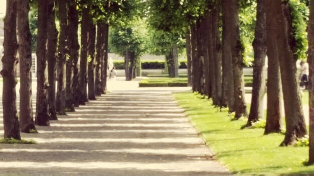 Foto camino entre los árboles en el parque