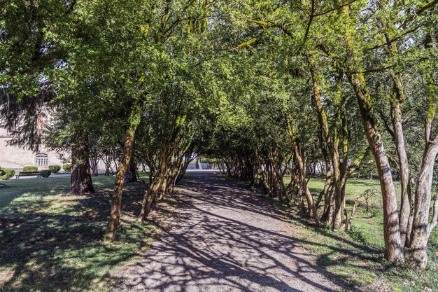 Camino entre árboles en el parque