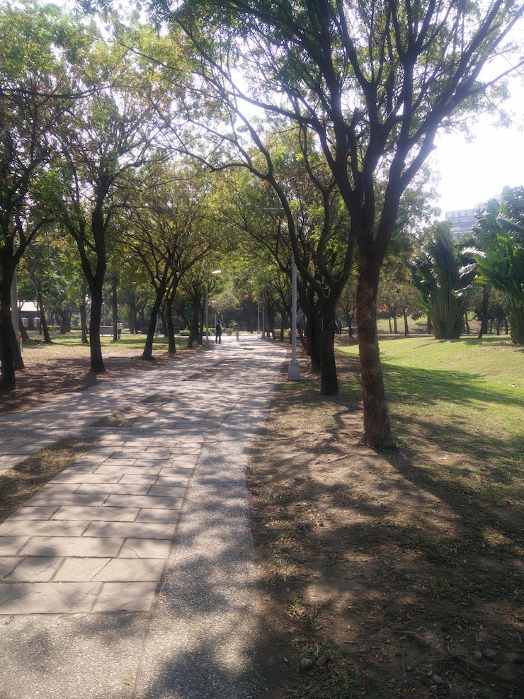 Foto camino entre árboles en el parque