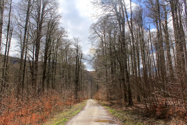 Camino entre árboles en la selva de Irati