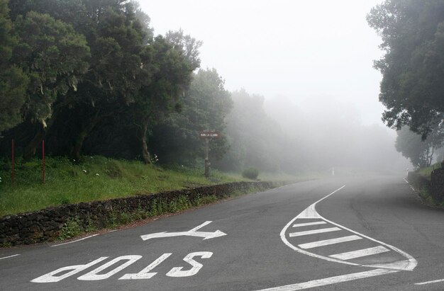 Foto camino por los árboles en tiempo de niebla