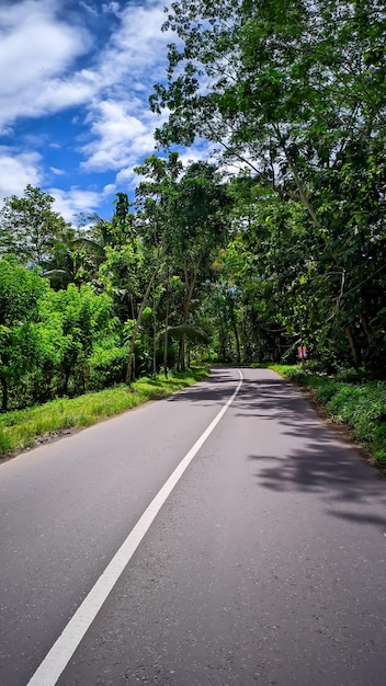 Camino con árboles verdes