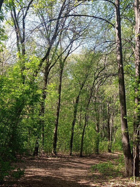 camino de árboles viejos hermosos verdes altos brillantes en el parque