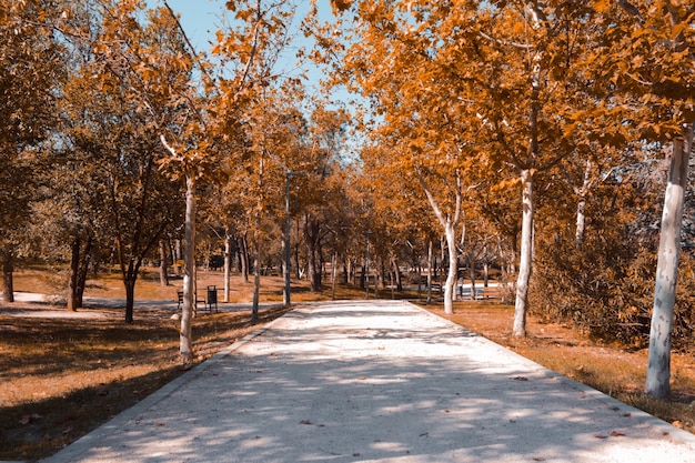 Camino de arena entre árboles en el parque en un día de otoño. Copie el espacio. Enfoque selectivo.