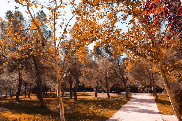 Camino de arena entre árboles en el parque en un día de otoño. Copie el espacio. Enfoque selectivo.