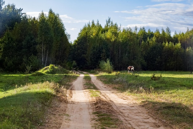 Camino de arena en el campo por el bosque