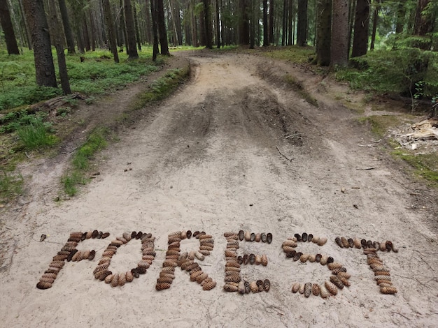 Camino de arena forestal en el que la palabra bosque está bordeada de conos de abeto