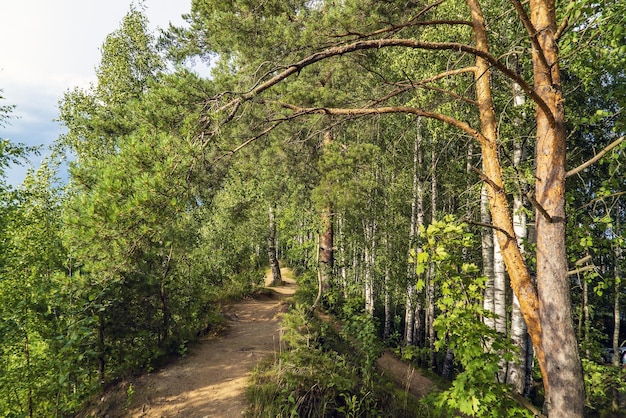 Un camino de arena que atraviesa el bosque.