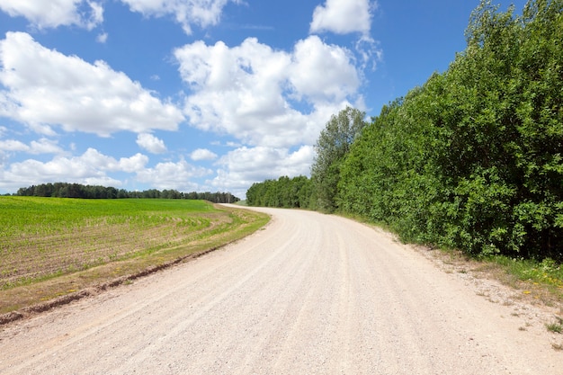 Foto camino de arena a través de campos de maíz y bosque. paisaje de primavera