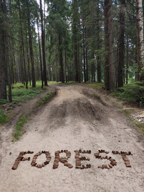 Foto camino arenoso del bosque en el que la palabra bosque está bordeada de conos de abeto