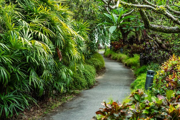 Camino asfaltado a través de un jardín tropical en tiempo nublado