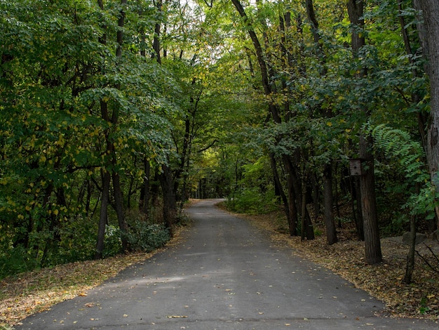 Foto camino de asfalto en el bosque