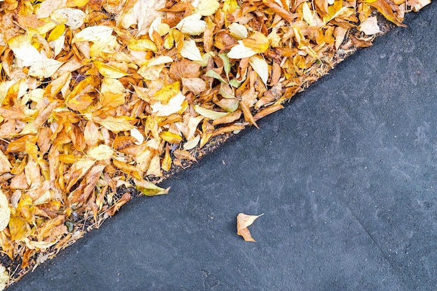Camino de asfalto y césped cubierto de hojas caídas