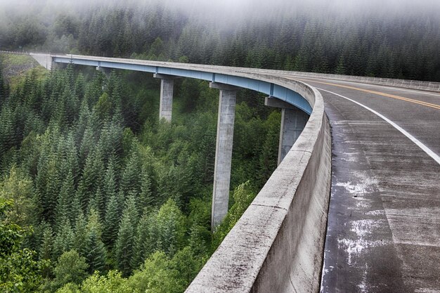 Camino de la autopista del puente del bosque de hormigón