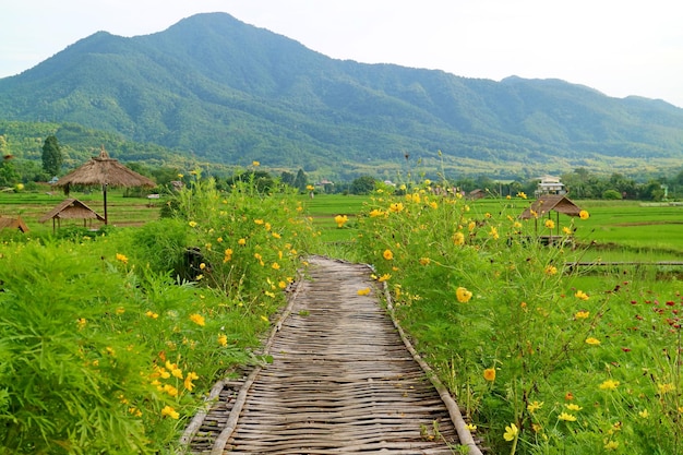 Camino de bambú de estilo rústico entre los campos de arroz de arbustos cosmos en flor en la región norte de Tailandia