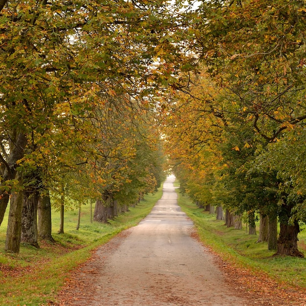 Un camino bordeado de árboles con hojas en el suelo y la palabra "otoño" en la parte inferior.