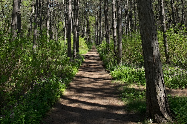 Camino en el bosque al mediodía en la primavera.