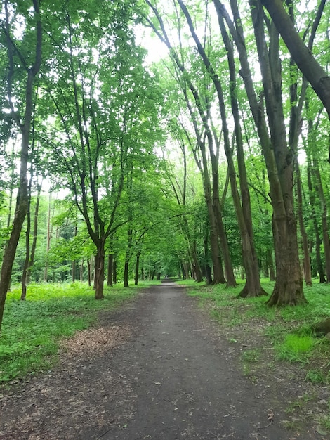 Foto camino en el bosque ambiente nublado de verano