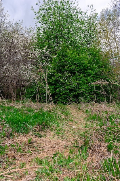 Un camino en el bosque con un árbol al fondo.