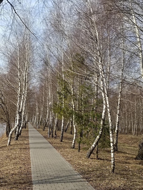Un camino en el bosque con un árbol en primer plano