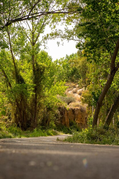 Un camino en el bosque con árboles y arbustos.