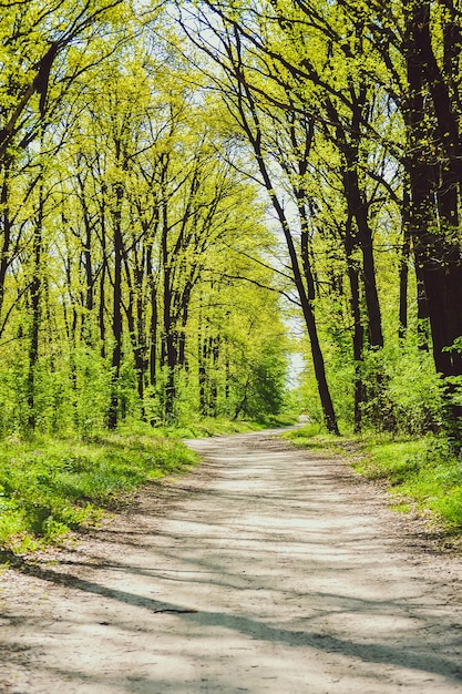 Camino en el bosque entre los árboles con hojas de color verde brillante, filtro, sol brillante