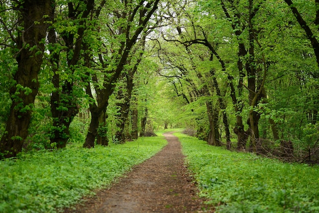 Camino en el bosque con árboles verdes.