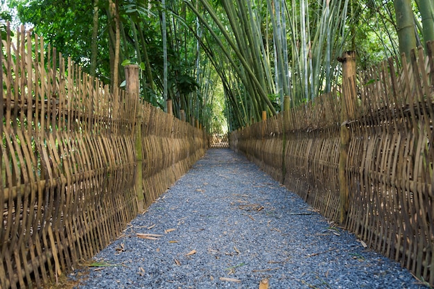 El camino del bosque de bambú en phatthalung tailandia