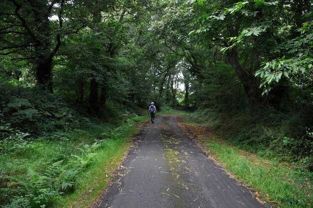 Camino en un bosque en Bretaña