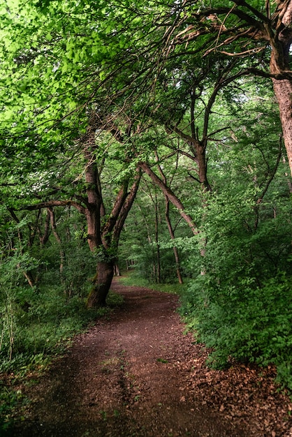 Camino en un bosque caducifolio verde por la tarde