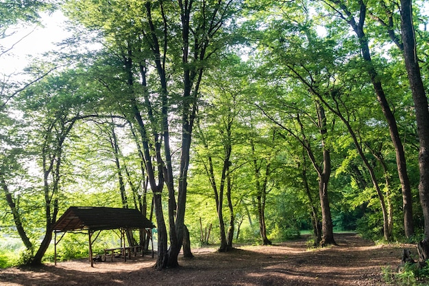 Camino en un bosque caducifolio verde por la tarde