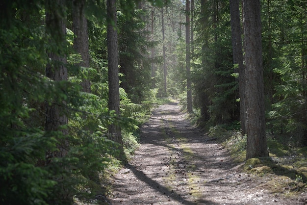 El camino en el bosque de coníferas Pinos y abetos a lo largo del camino