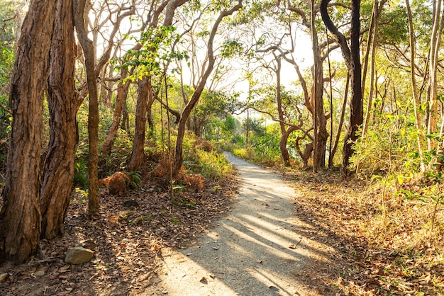 Camino del bosque durante el día en verano en el concepto de naturaleza del Parque Nacional de Noosa