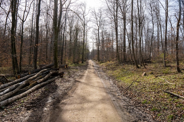 Camino en el bosque escena de luz del día otoño