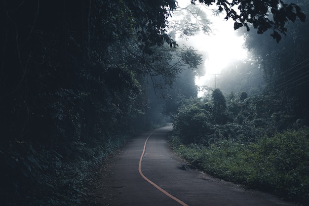 El camino hacia el bosque estaba brumoso por la mañana.