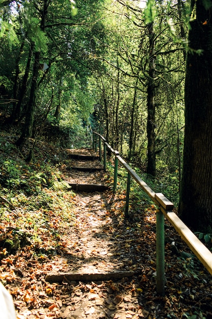 Un camino en el bosque. La hermosa luz del sol atraviesa las hojas de los árboles.