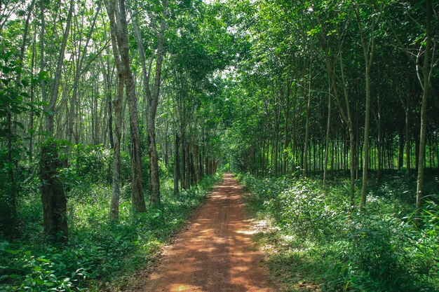 Camino del bosque en un hermoso día con luz solar suave brilla a través del follaje verde fresco., Temporada de verano.