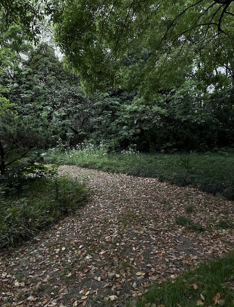 Un camino por el bosque con hojas en el suelo