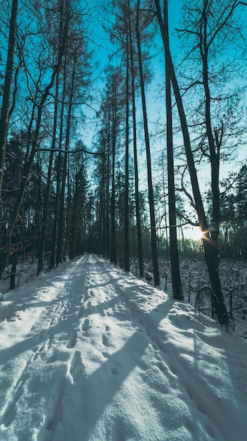 Camino en el bosque de invierno al ponerse el sol