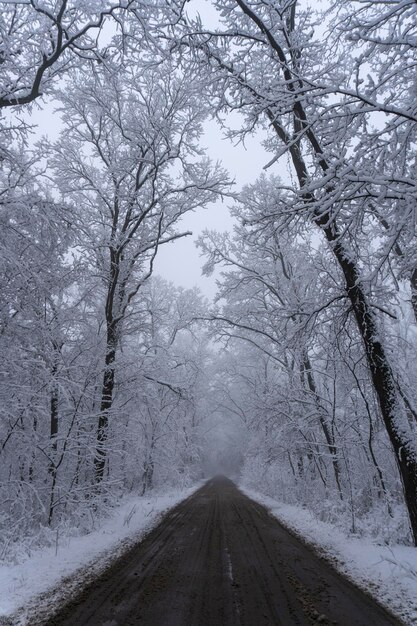 Camino en el bosque invierno escena de nieve